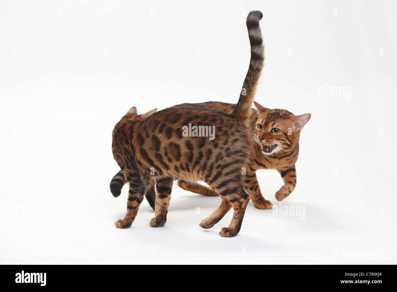 Bengal-Katzen, paar Stockfoto