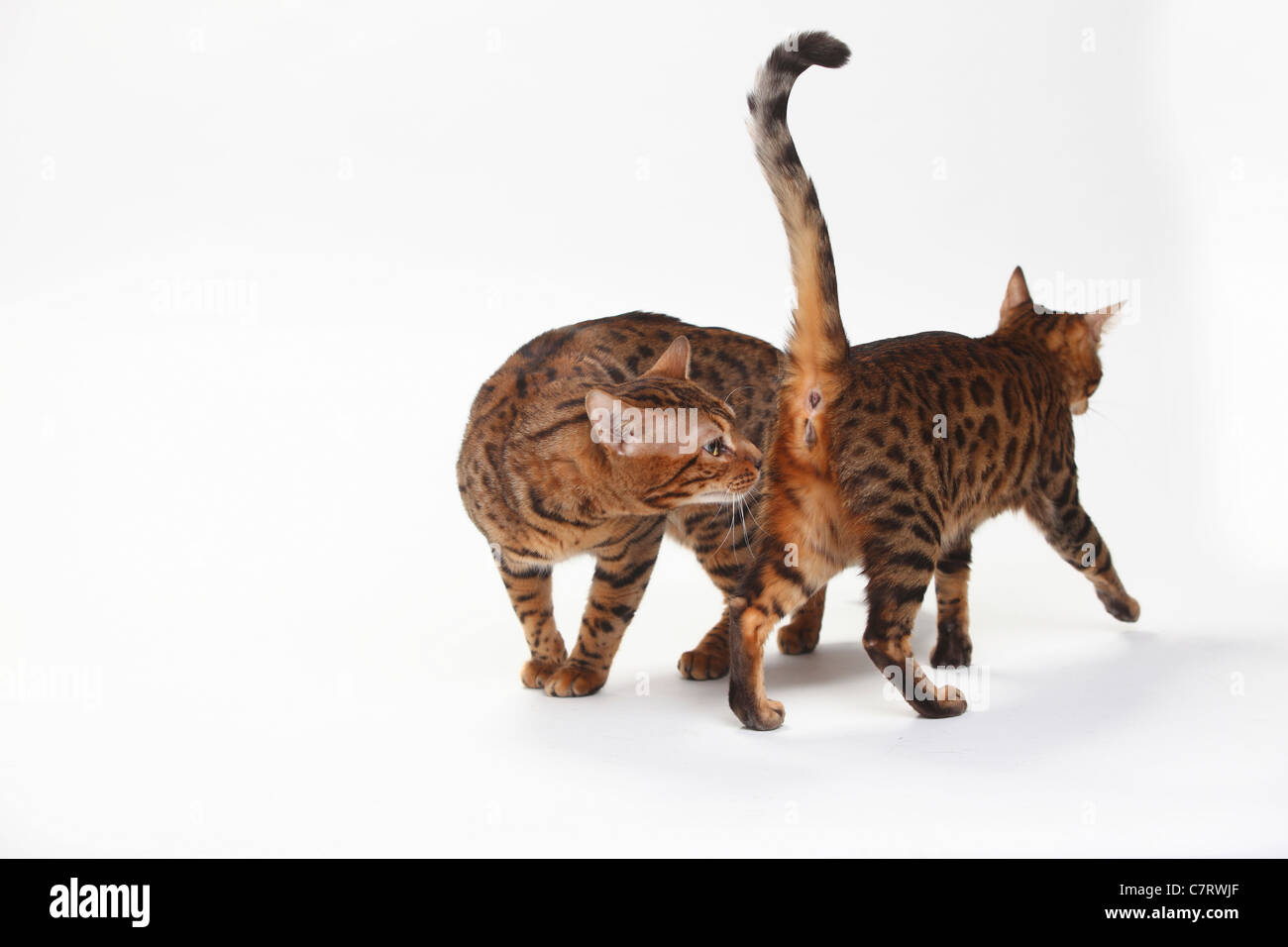 Bengal-Katzen, paar Stockfoto