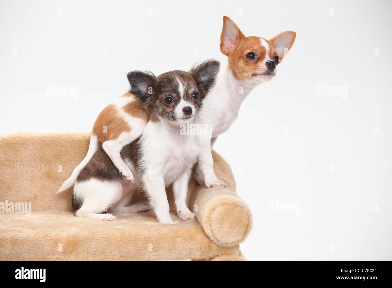 Chihuahua, Welpen, glatten Haaren und Langhaar, 3 1/2 Monate Stockfoto