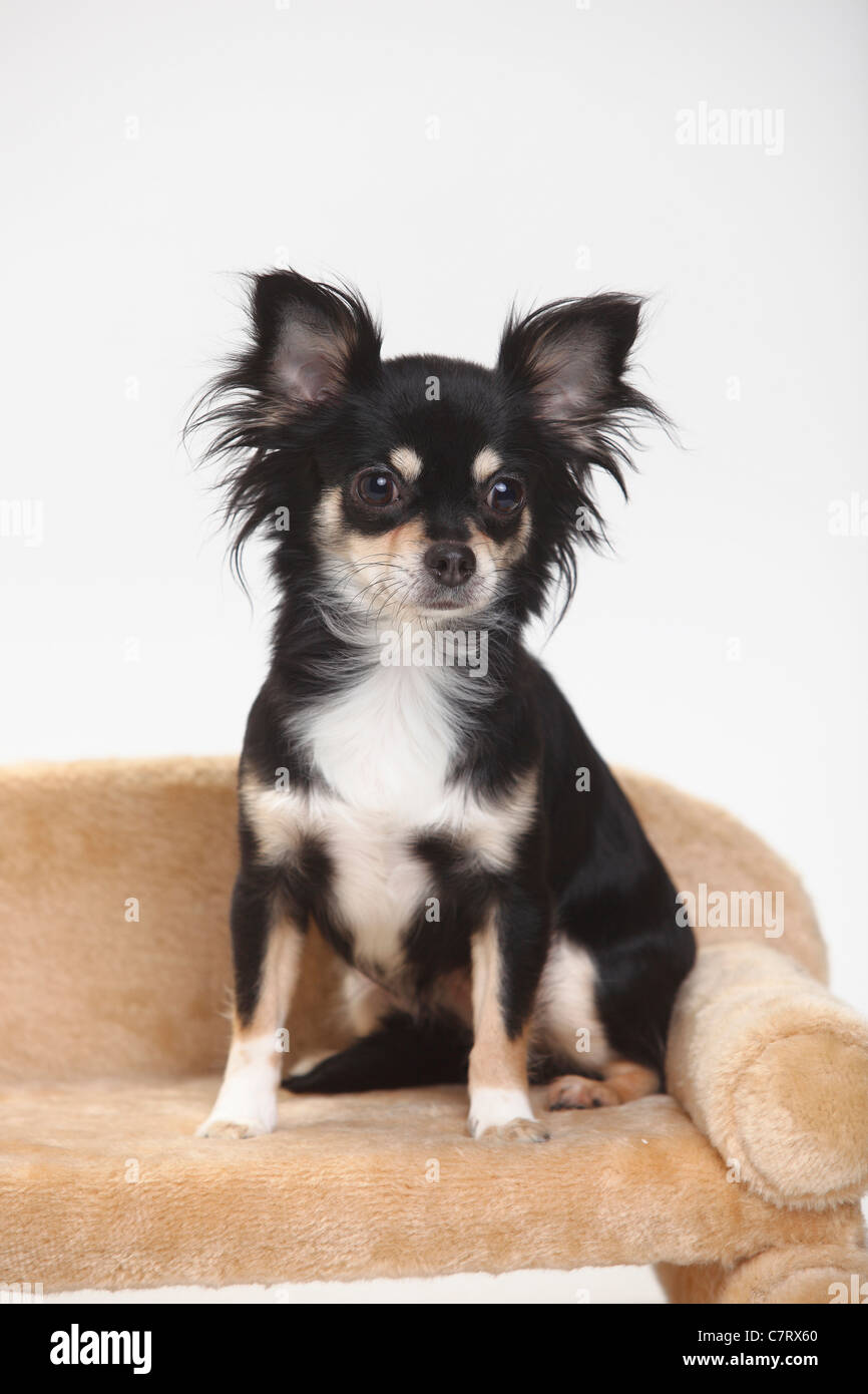 Chihuahua, Langhaar, Tricolor Stockfoto
