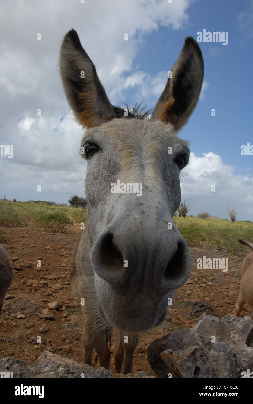 Gerettete Esel am Donkey Sanctuary, Bonaire, Niederländische Antillen, Karibik Stockfoto