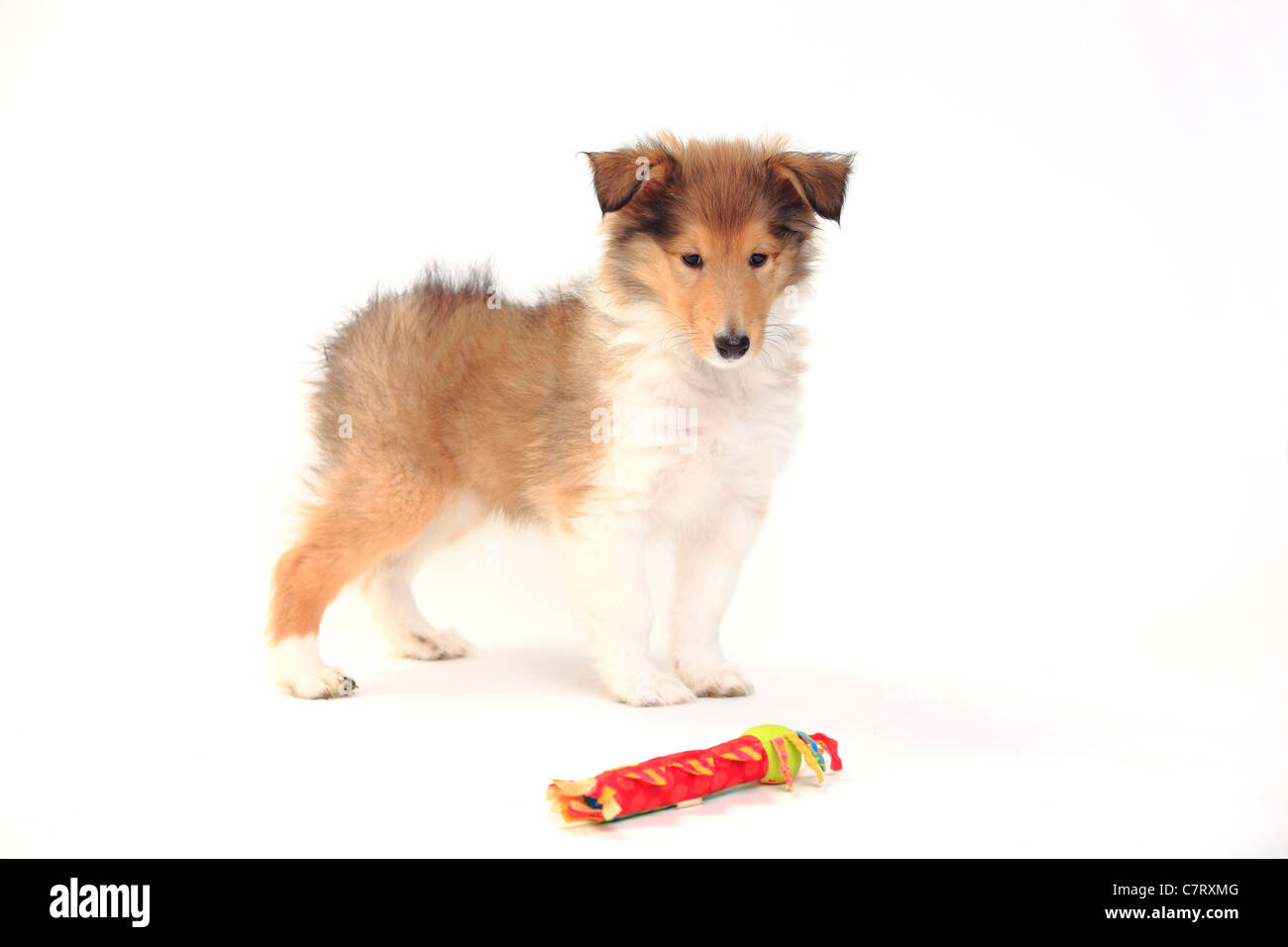 Rough Collie, Welpen, Zobel-weiß, 8 Wochen / Spielzeug Stockfoto