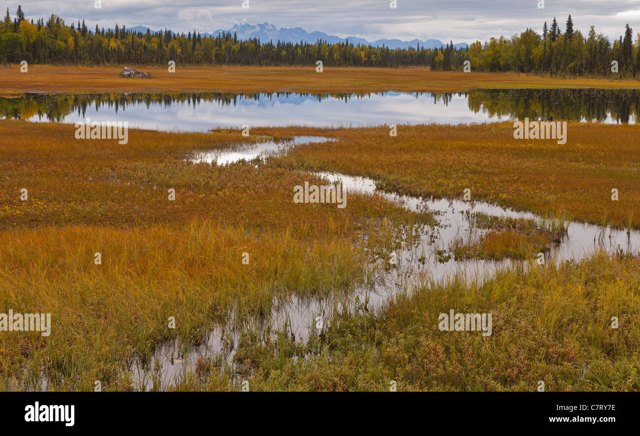 ALASKA, USA - Feuchtgebiete in der Nähe von Petersville Straße. Stockfoto
