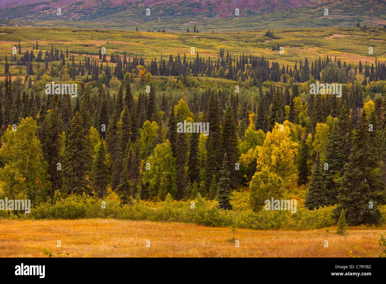ALASKA, USA - Landschaft und Wald in der Nähe von Petersville Straße. Stockfoto