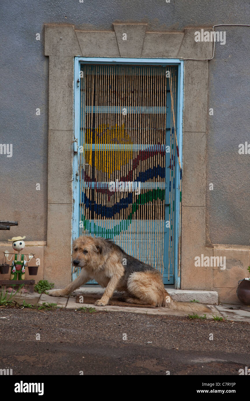 Ein Hund sitzt auf der vorderen Quillan, in der Nähe von Limoux S Aude, Frankreich Stockfoto