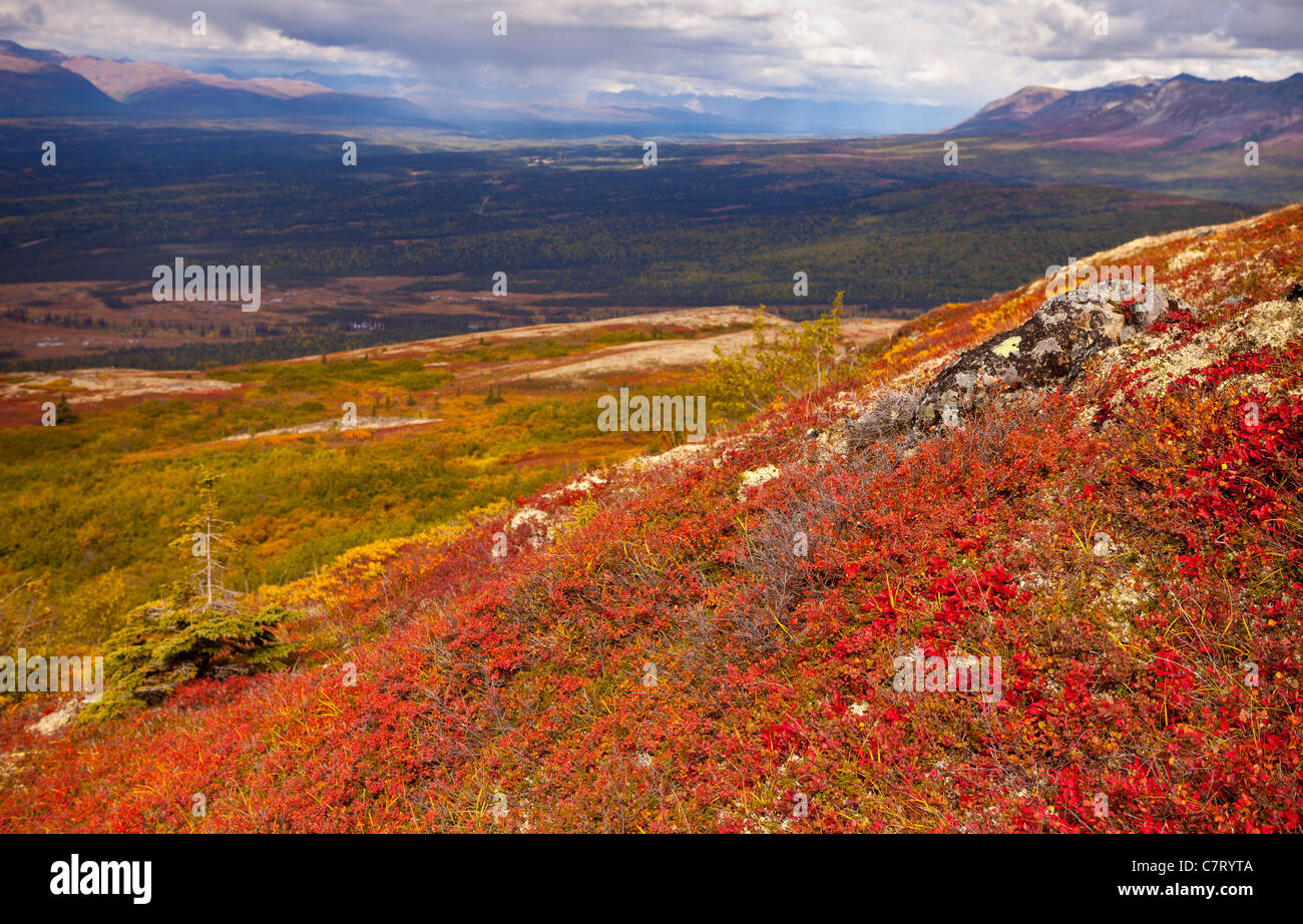 DENALI STATE PARK, ALASKA, USA - Kesugi Ridge Herbst Tundra. Chulitna Flusstal in Ferne. Stockfoto
