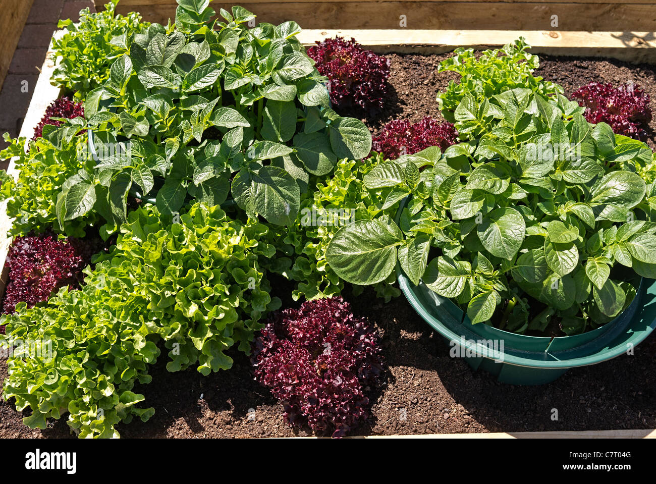 Salat und andere Gemsen Pflanzen in einem kleinen Blumenkasten im Mai  Stockfotografie - Alamy