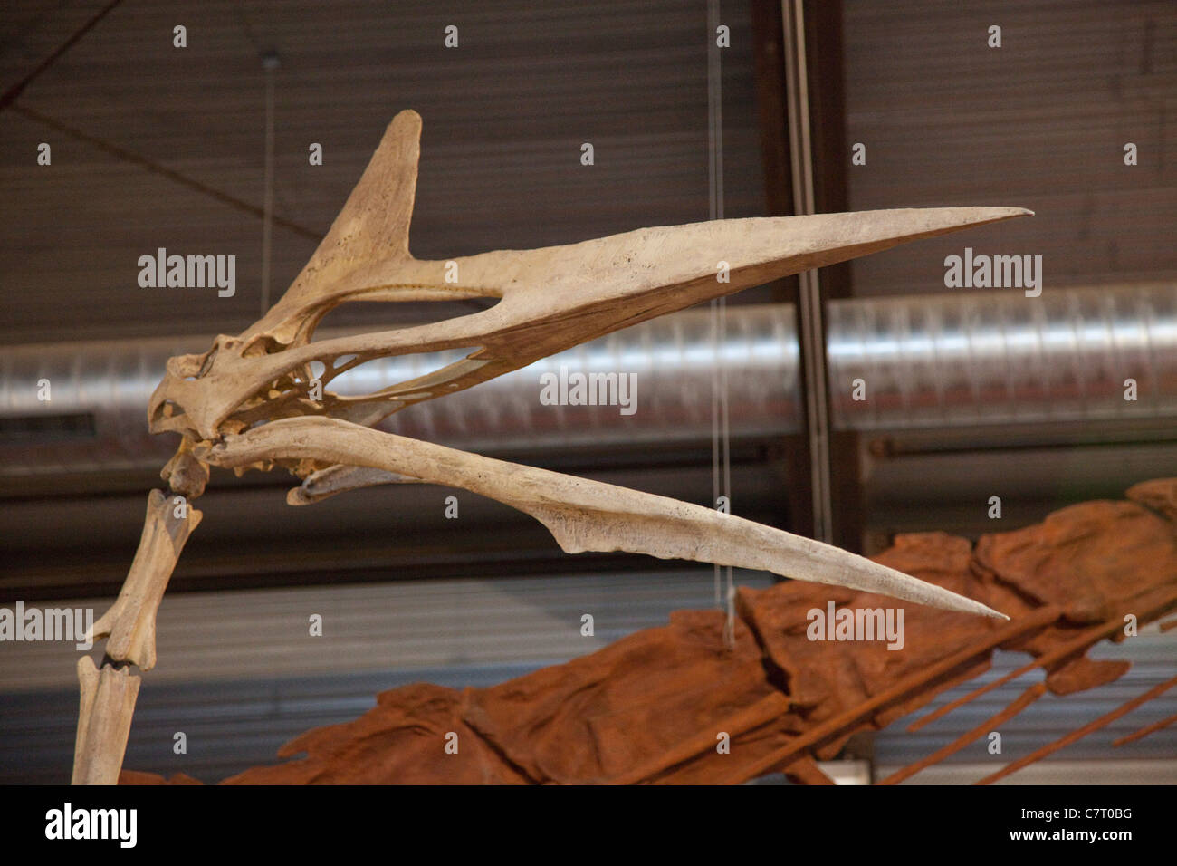 Sauriermuseum Esperaza, Frankreich Stockfoto