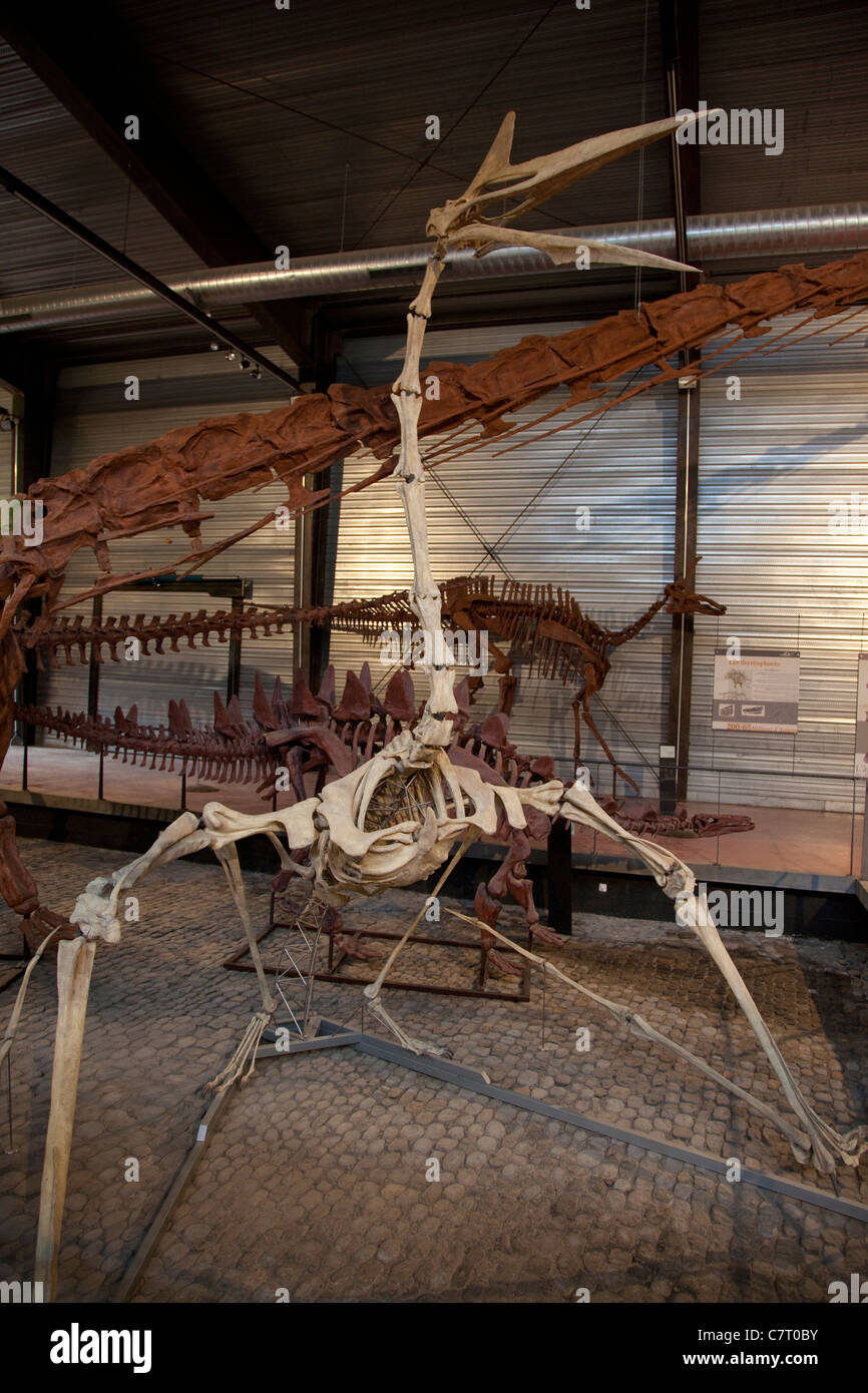 Sauriermuseum Esperaza, Frankreich Stockfoto