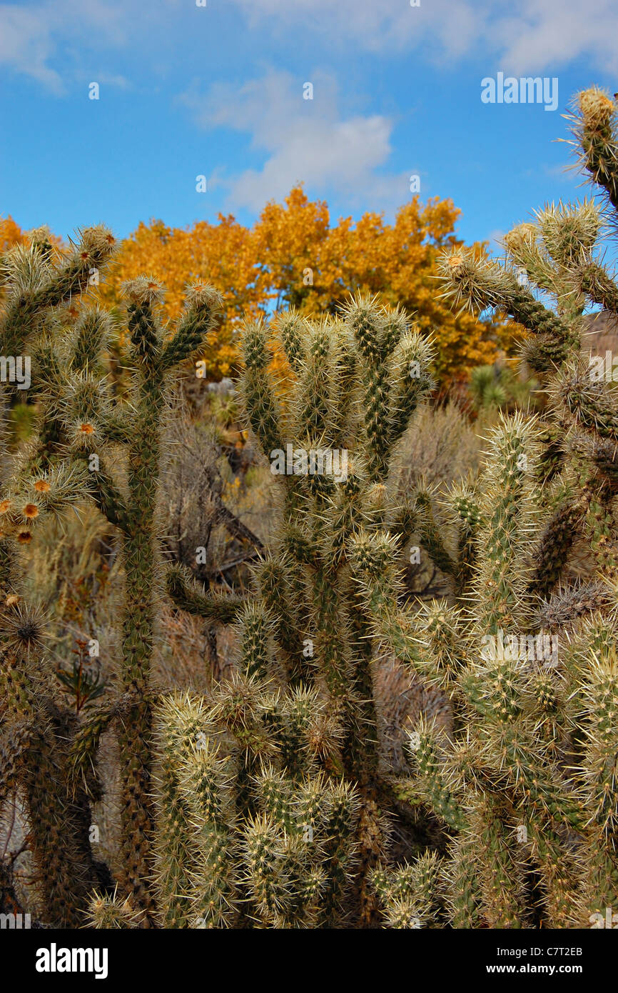 Cholla Cactus, Littlerock, Kalifornien Stockfoto