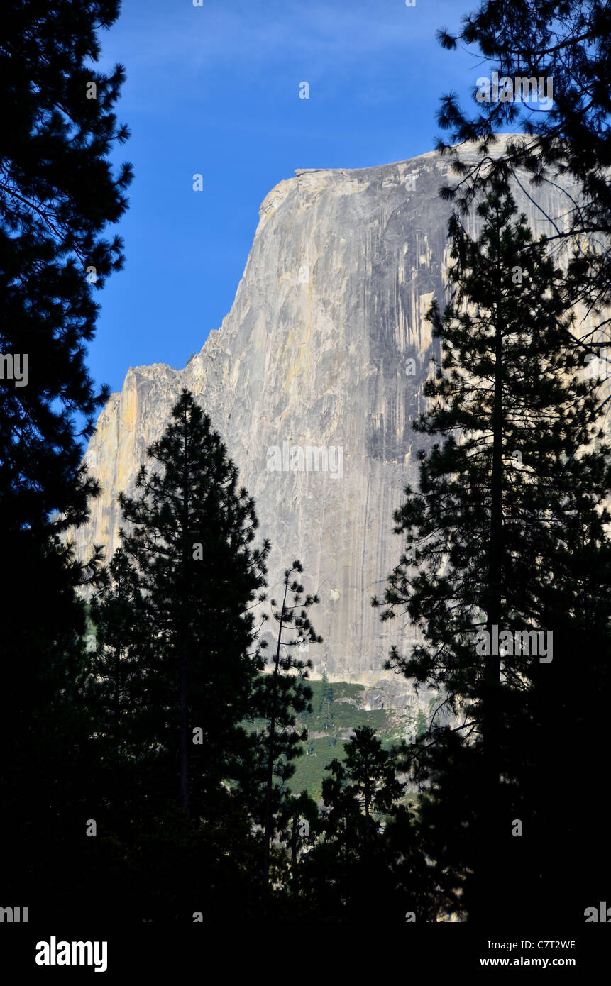 Der Half Dome zwischen Bäumen. Yosemite Nationalpark, Kalifornien, USA. Stockfoto