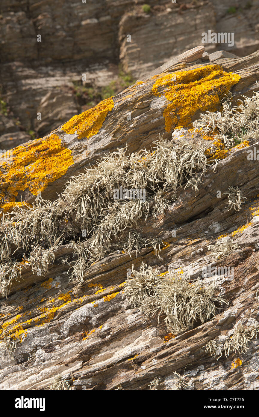 Orange Meer Flechten Caloplaca Marina, Xanthoria Parietina und Ramalina Siliquosa kolonisiert, der oberen Küste Zone Küste Stockfoto