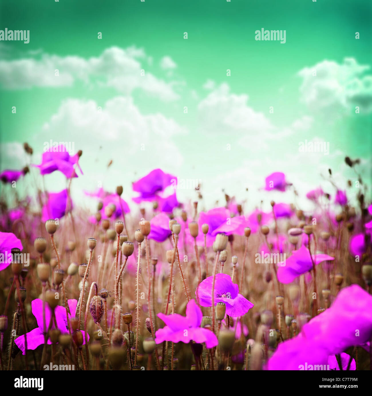 Rosa Mohn Blumen auf grünem Himmelshintergrund. Stockfoto