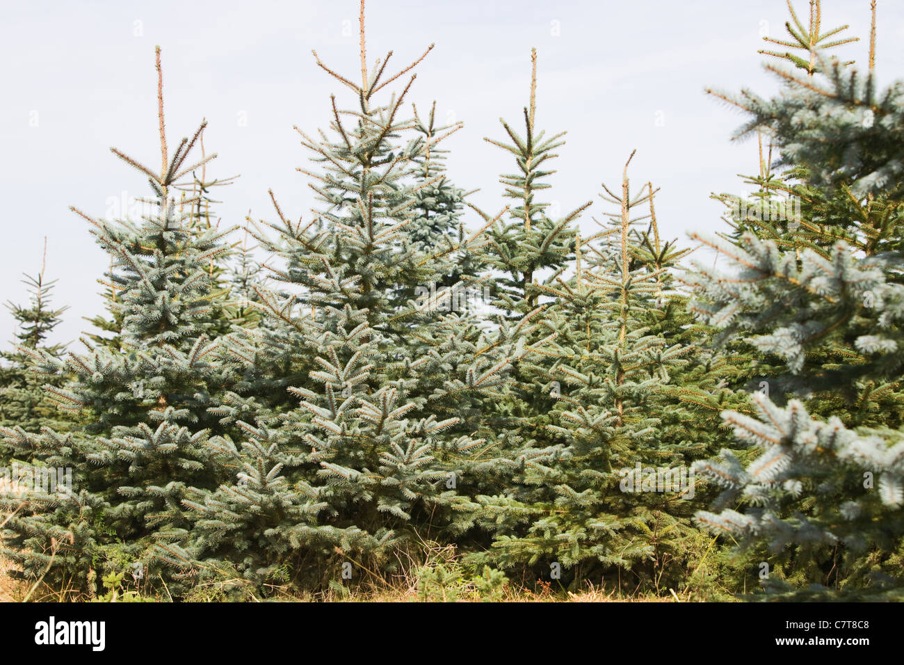 Fichten auf einen Weihnachtsbaum Hof, Deutschland Stockfoto