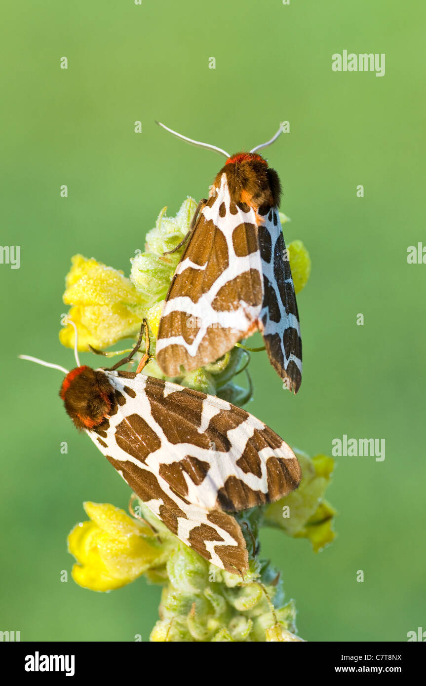 Europäische Schmetterlinge - Garten Tiger Moth - Arctia caja Stockfoto