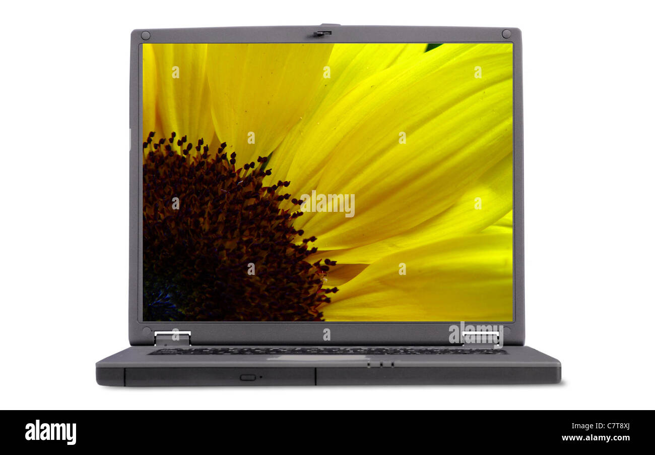 Eine Sonnenblume von Laptop-Bildschirm auf weißem Hintergrund. Stockfoto