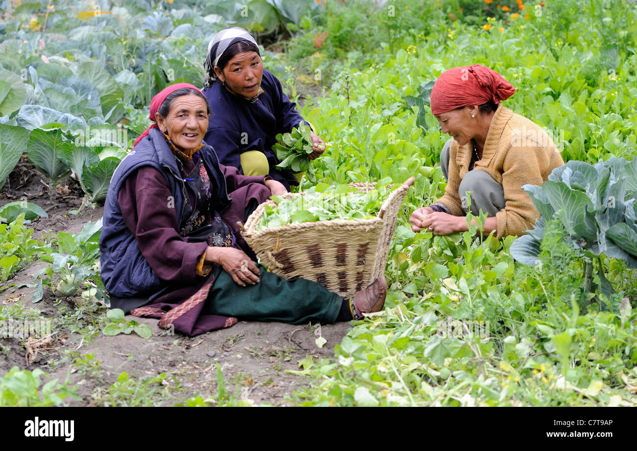 Drei freundliche Damen sammeln Grüns aus einer gemischten Blumen- und Gemüsegarten.  Sumar, Nubra Valley, Ladakh, Republik Indien. Stockfoto