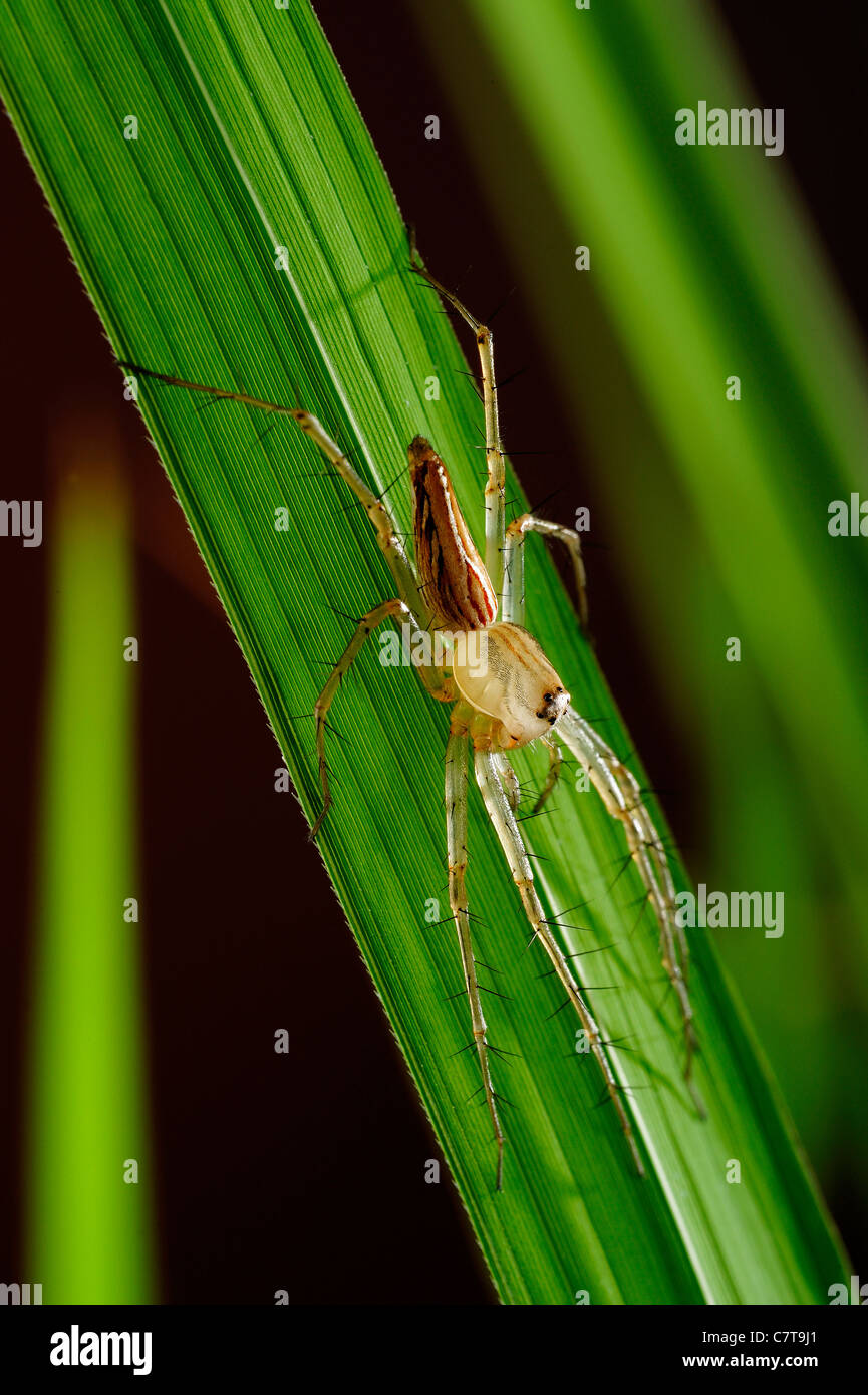 Spinne auf den Blättern von Reis Stockfoto