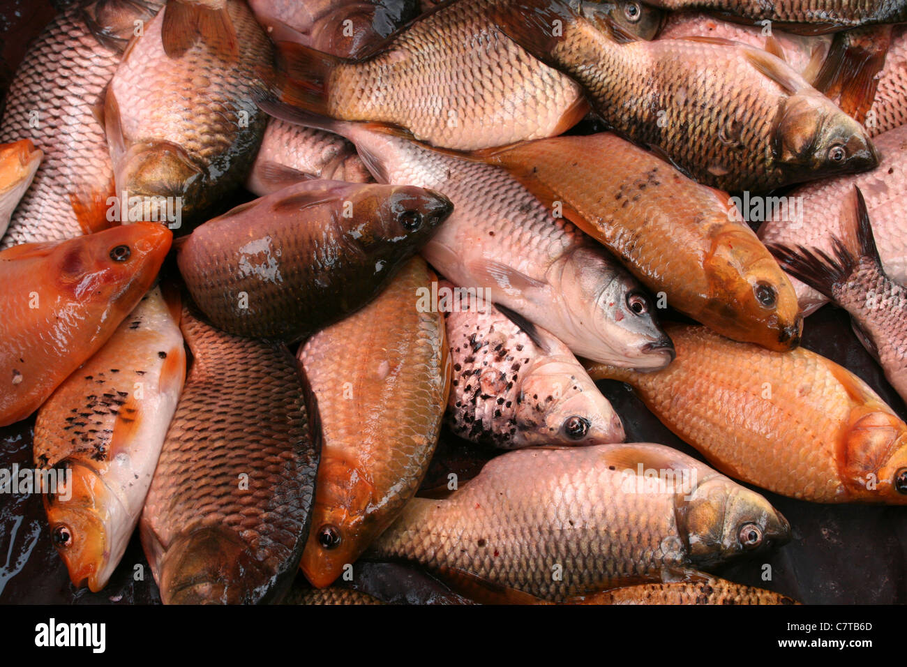 Fisch auf einem indonesischen Marktstand zum Verkauf Stockfoto