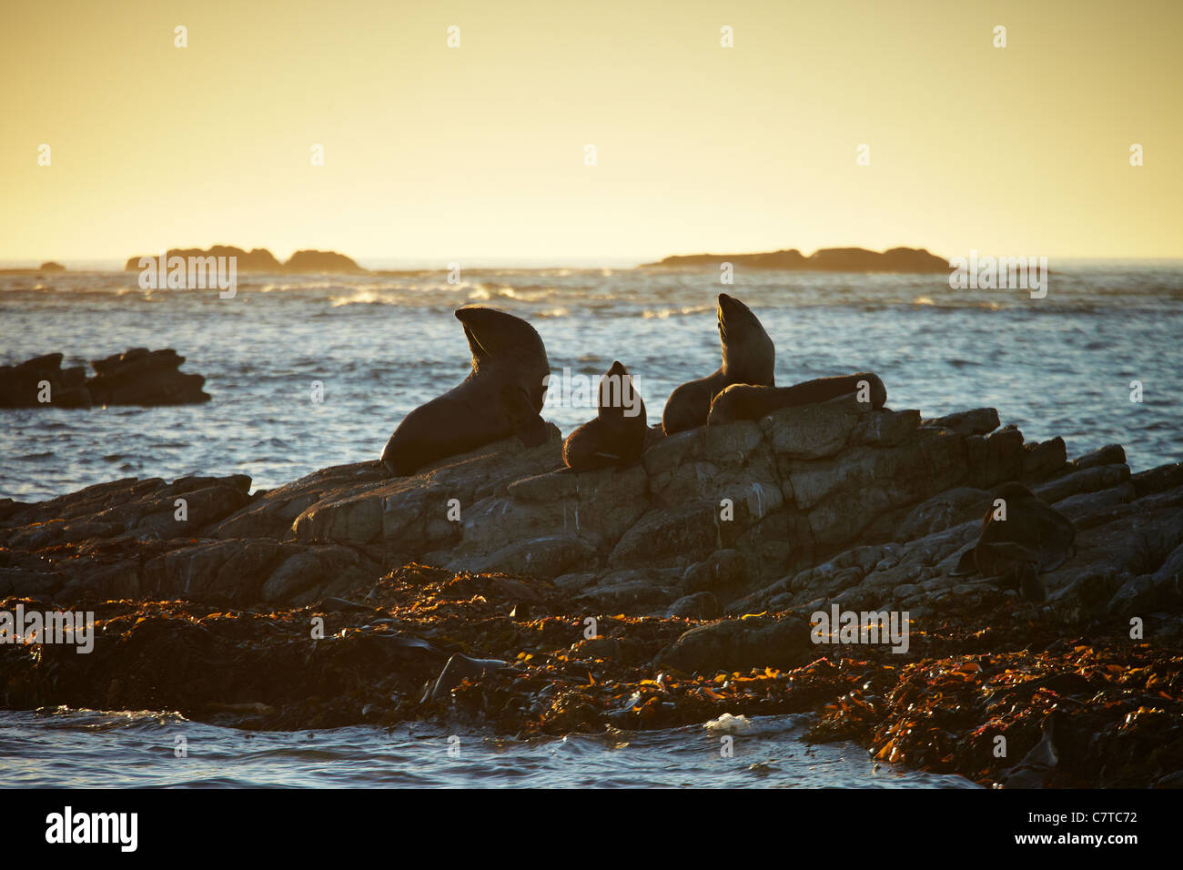 Kaikoura Dichtungen. Eine Familie von Dichtungen sitzen in der frühen Morgensonne in Kaikoura Baden. Stockfoto Kaikoura Dichtungen. Eine Familie von Dichtungen sitzen in der frühen Morgensonne in Kaikoura Baden. Stockfoto