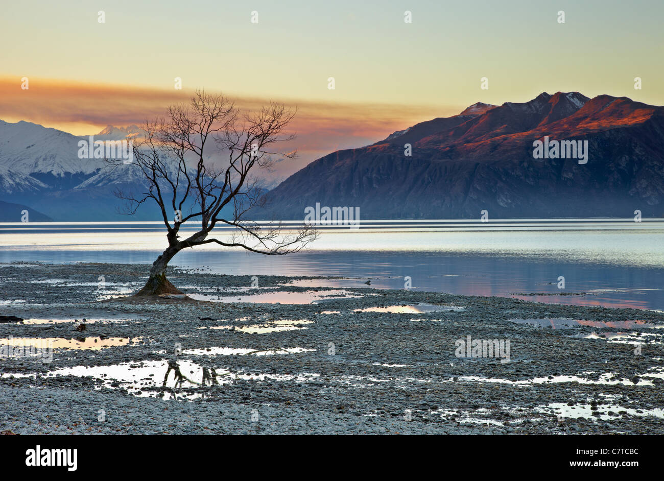 Wanaka Baum. Einsame Baum am Lake Wanaka spiegelt sich in den Pfützen bei Sonnenuntergang. Stockfoto