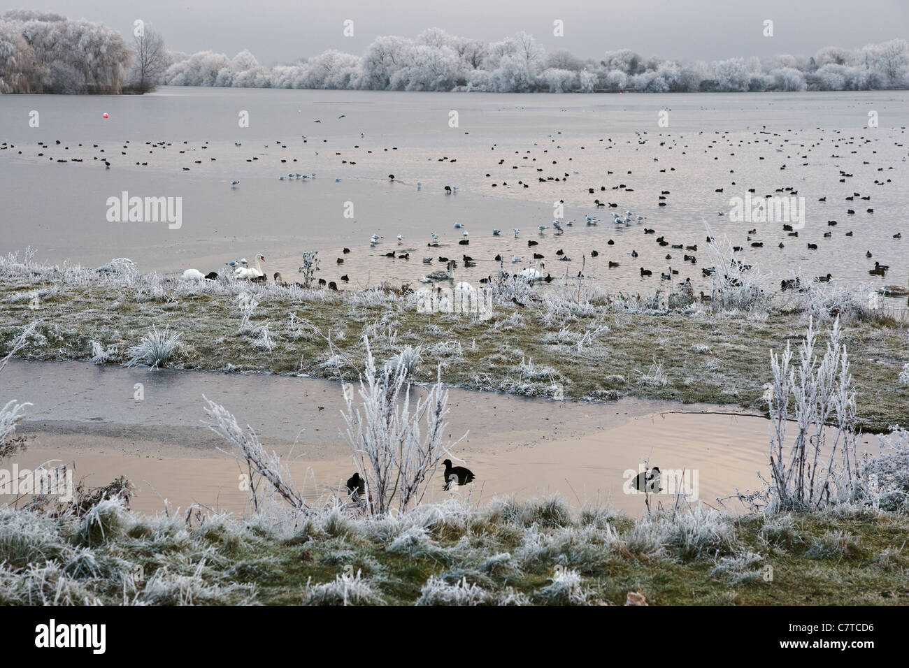 Eine große Gruppe der Vögel auf einem zugefrorenen See an der Cotswold Water Park, South Cerney, Gloucestershire Stockfoto