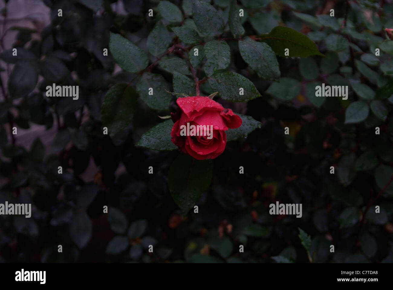 Letzte Rose des Sommers Stockfoto