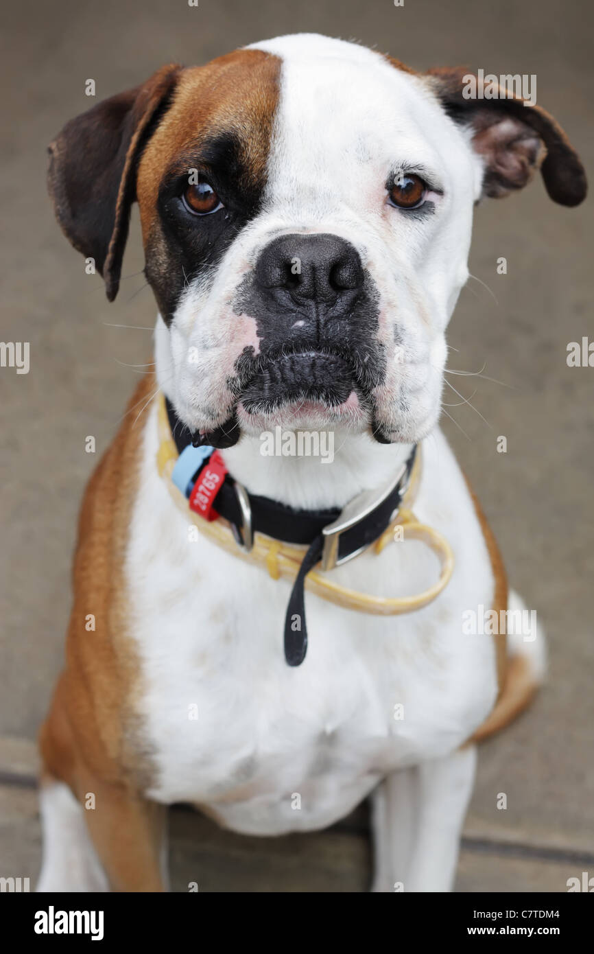 Boxer-Cross-Porträt aus dem Tierheim mit Tags und Halsbänder, bereit für ein neues Zuhause. Trotz der Blick ist er ein kuschelig Hund Stockfoto