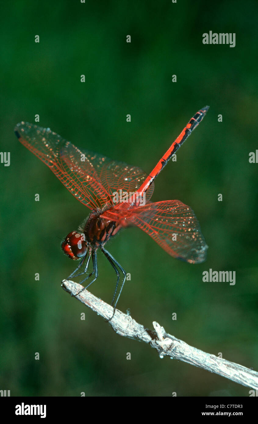 Darter Libelle / rot geäderten Dropwing Libelle (Trithemis Arteriosa) in der Obelisk position, um Wärmeaufnahme, Kenia zu reduzieren Stockfoto