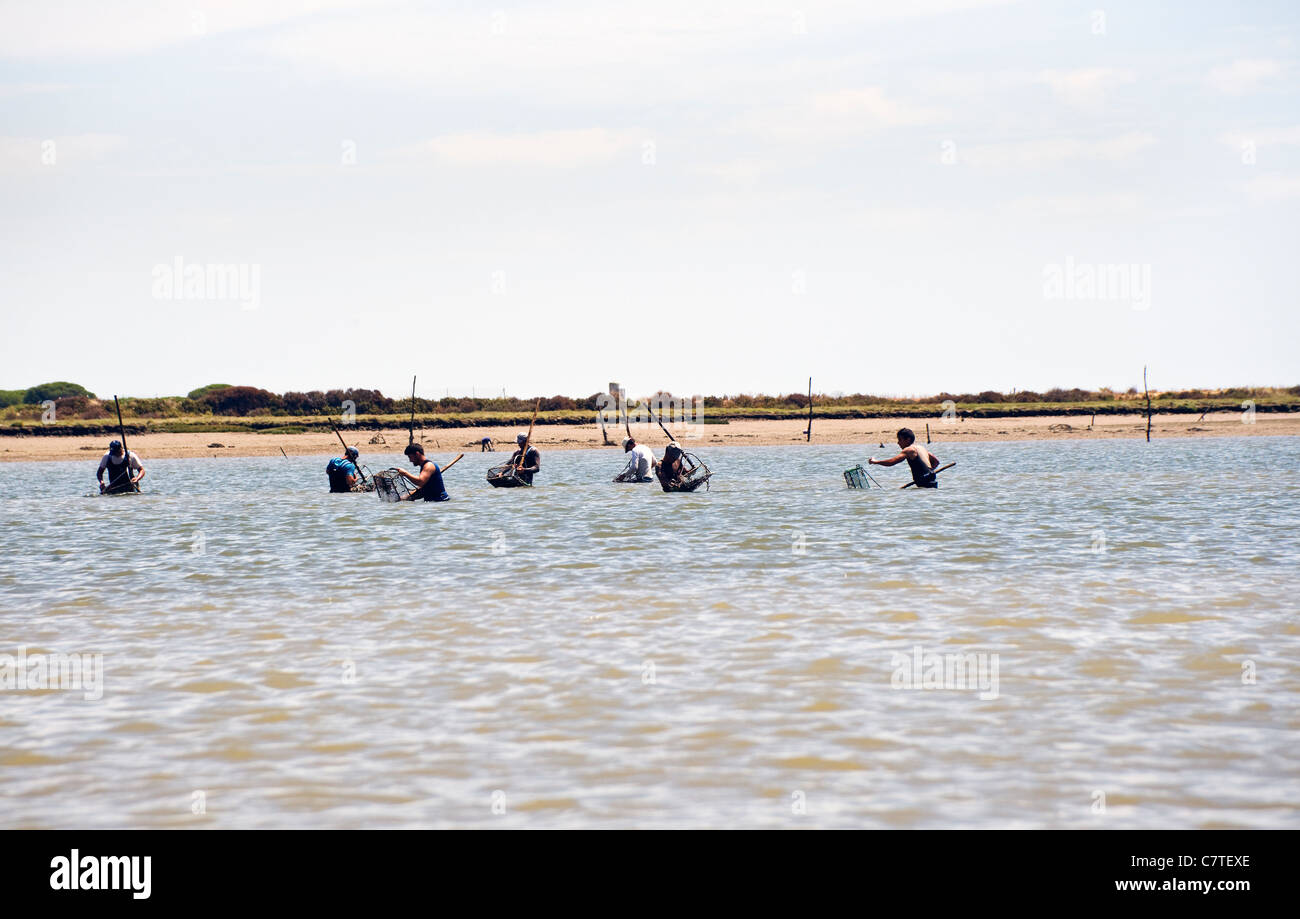 Muschelsammler Fisch arbeitet an der Ria de Rompido bei El Terron, Cartaya Spanien Stockfoto