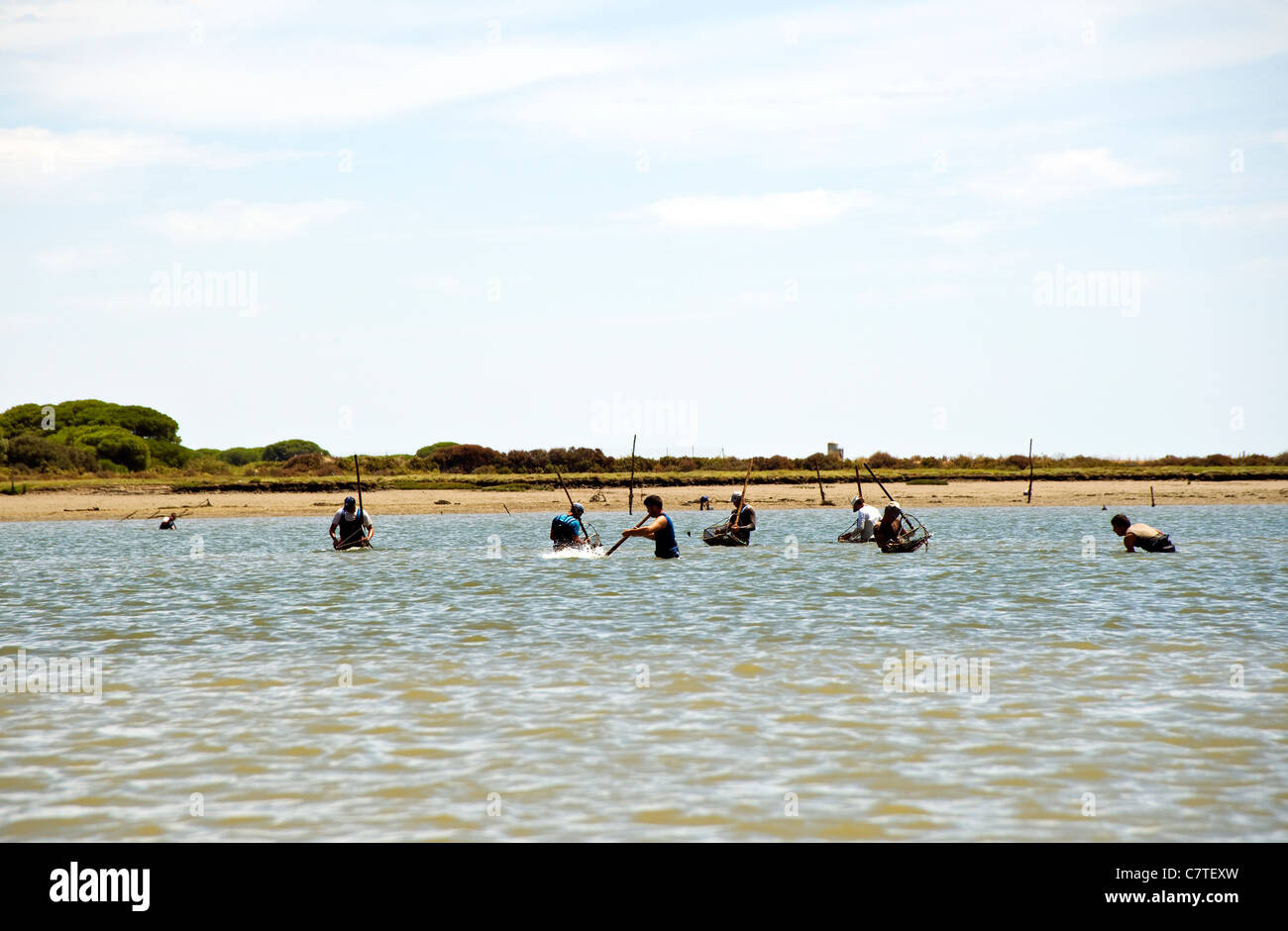Muschelsammler Fisch arbeitet an der Ria de Rompido bei El Terron, Cartaya Spanien Stockfoto