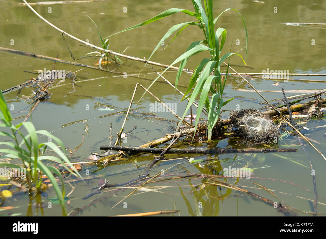 Vogelnest mit Eiern flussabwärts schwimmenden Stockfoto