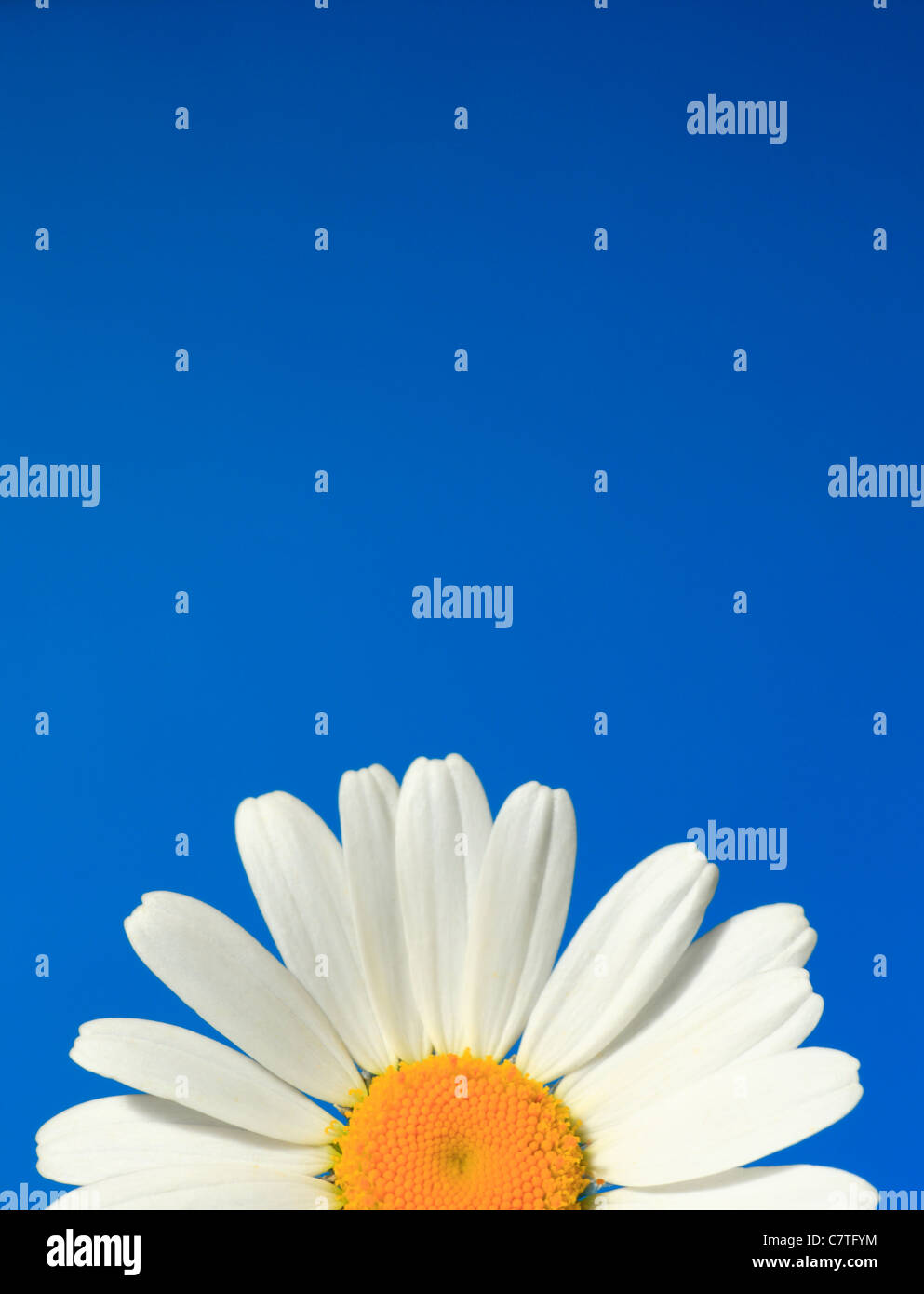Daisy Blume auf einem blauen Hintergrund. Stockfoto