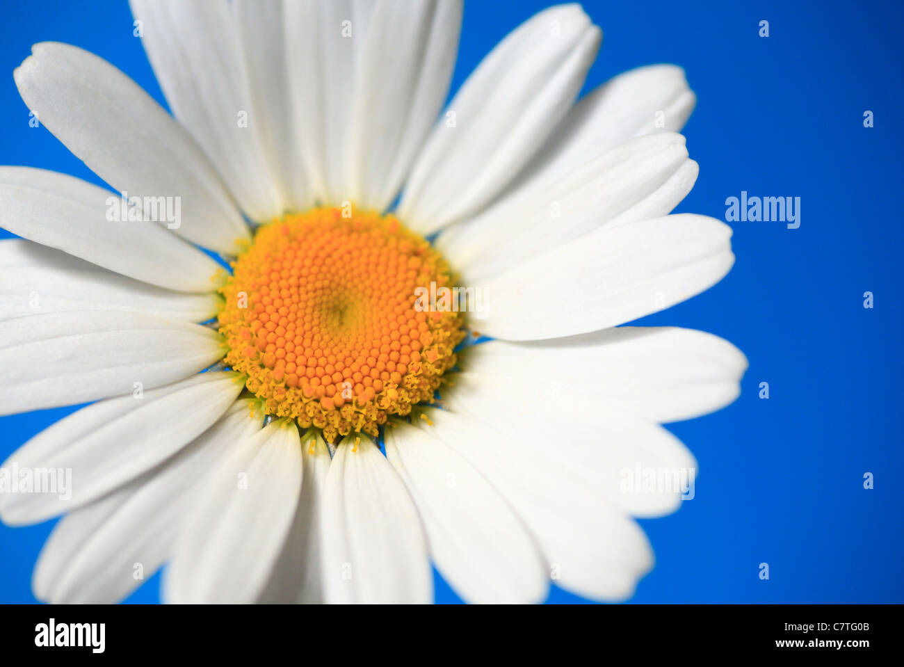 Daisy Blume auf einem blauen Hintergrund. Stockfoto