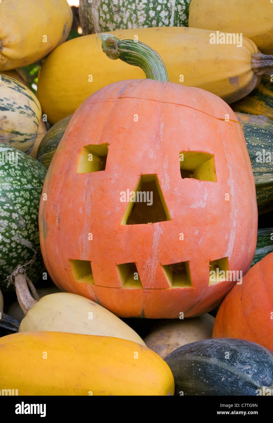 Halloween-Kürbis hautnah Stockfoto