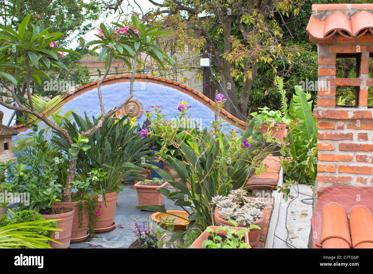 Topfpflanzen, Pflanzen, tropische Blumen, Dachgarten, Ajijic, Chapala, Jalisco, Mexiko, Lateinamerika. Stockfoto