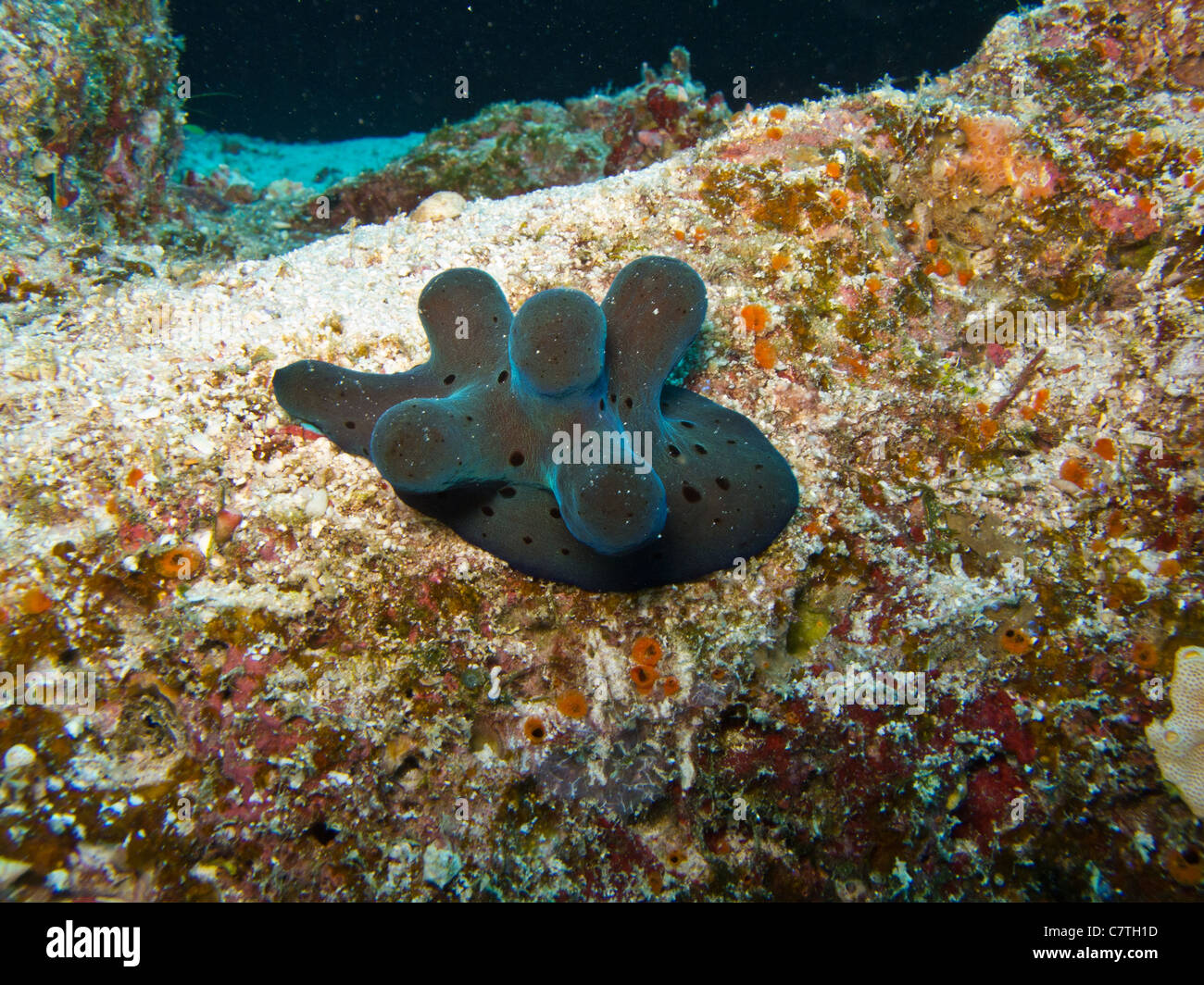 Es bietet Lamellarid, fünf gehörnte Schneckenart gefunden im Korallenriff Stockfoto