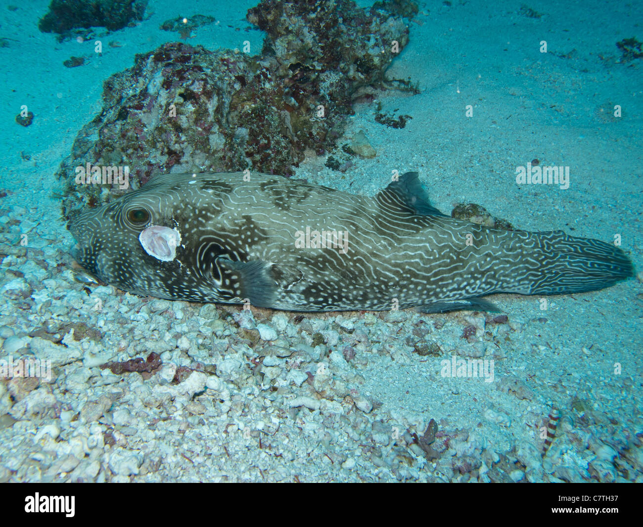 Ein verletzter Karte Kugelfische auf dem Sand Boden liegend Stockfoto