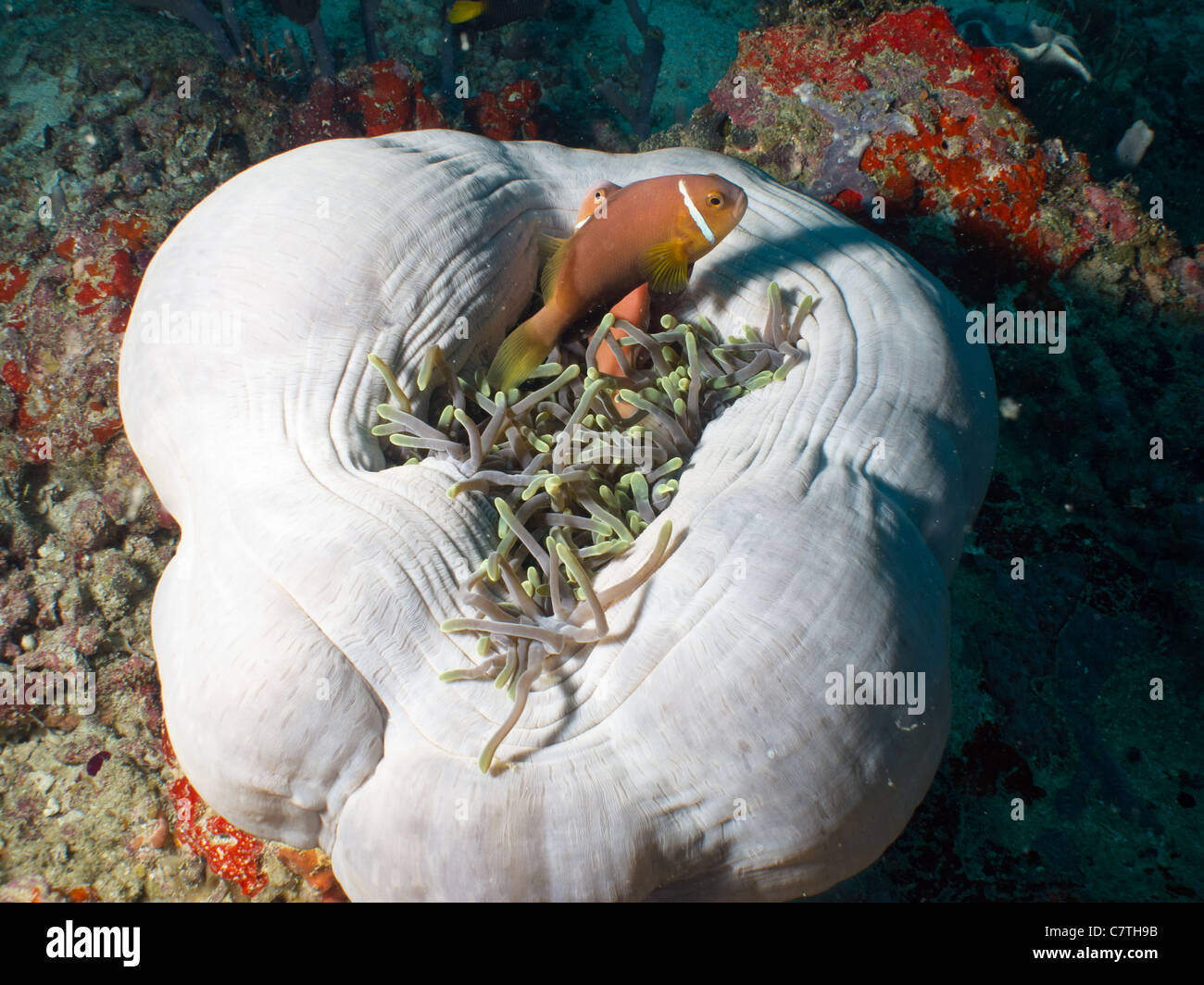 Malediven-Anemonefishes Leben in prächtigen und Seeanemone Stockfoto