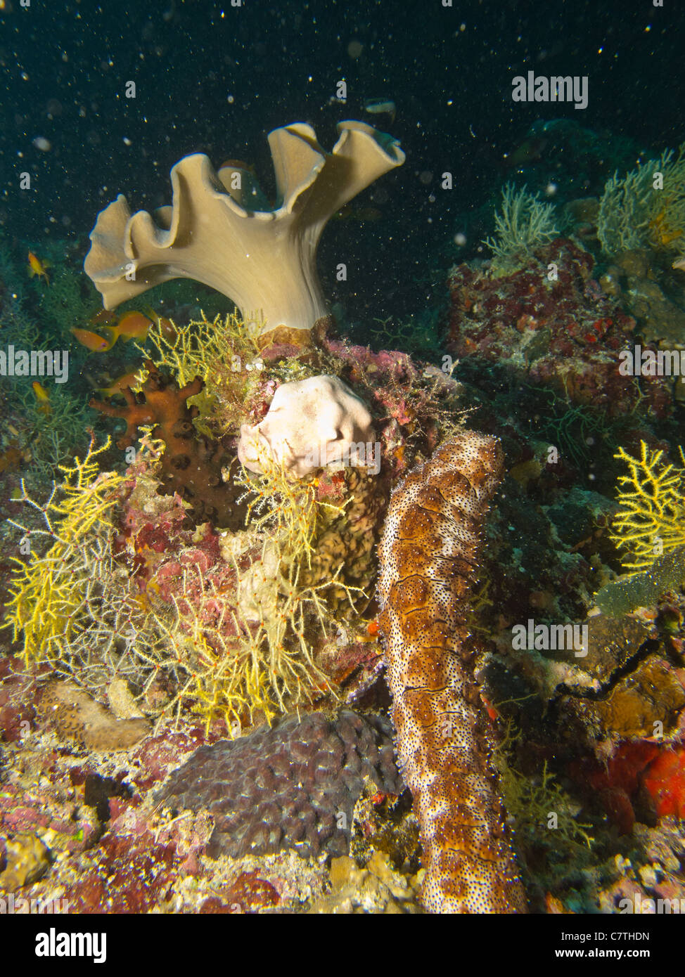 Mischen von Leben im Korallenriff Stockfoto