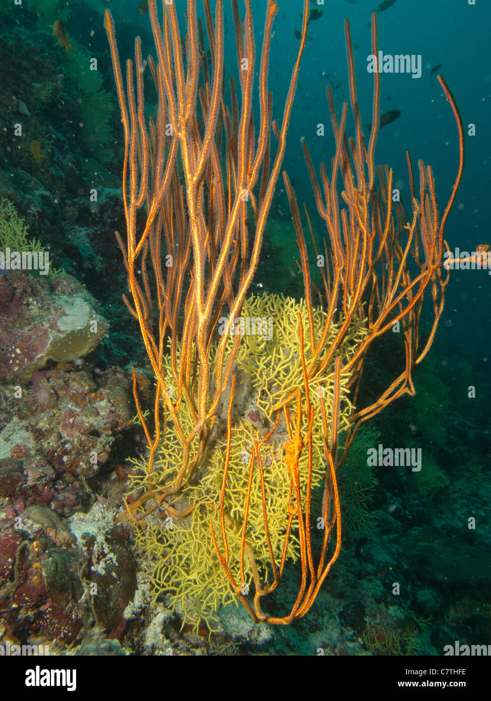 Nette und schöne Zusammenleben verschiedener Arten unter Wasser. Stockfoto
