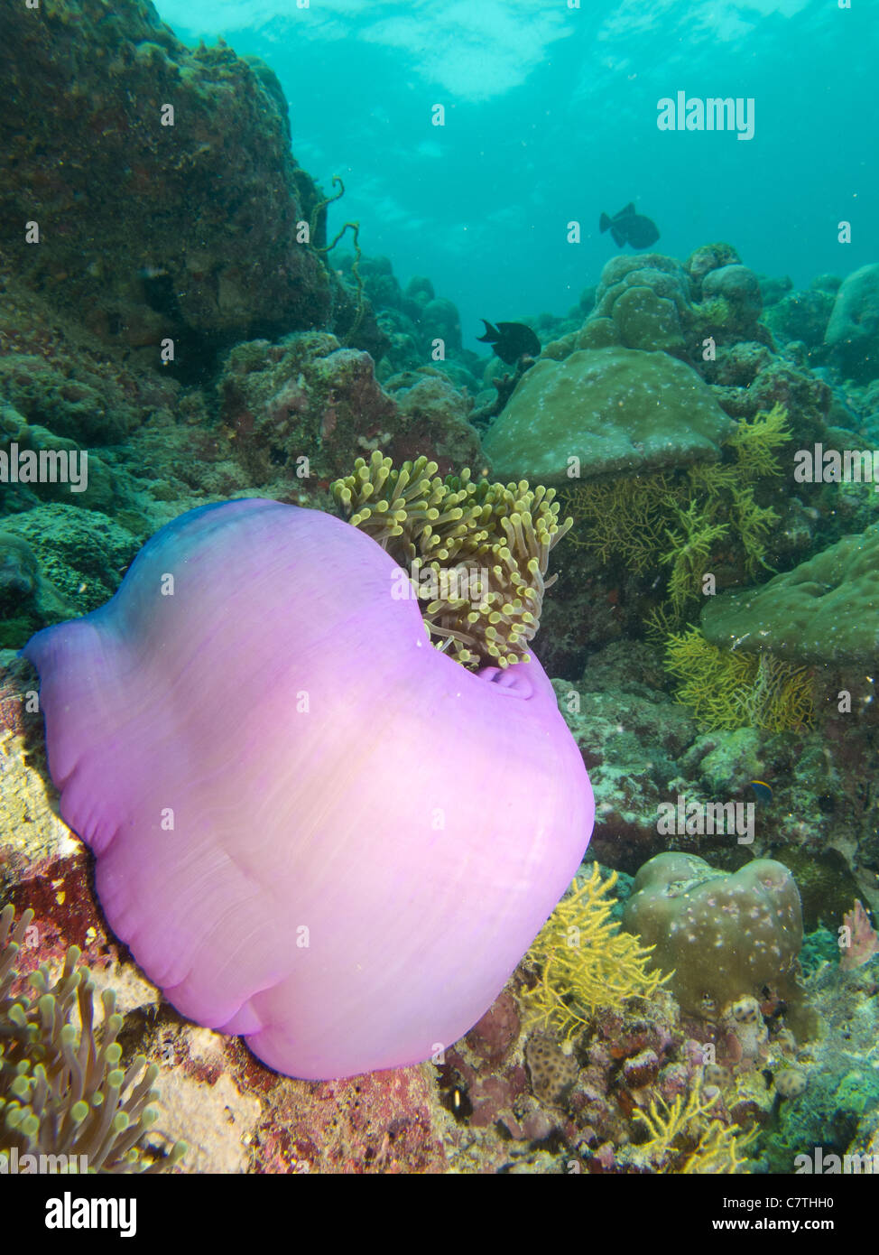 Prächtige Seeanemone schließen sich seine Tentakeln Stockfoto
