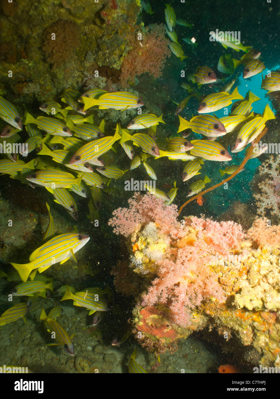 Schule der Bluelined Schnapper herumschwimmen Korallen Höhlen und Spalten Stockfoto