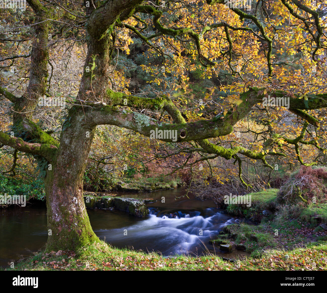 Baum neben Badgworthy Wasser im Doone Valley, Exmoor, Somerset, England. Herbst (November) Stockfoto
