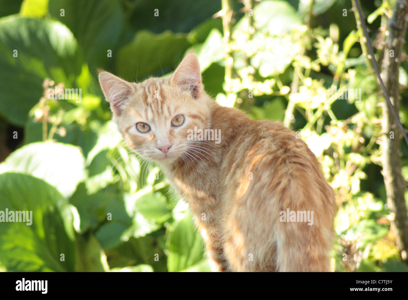 Ingwer-Katze im Rückblick Stockfoto
