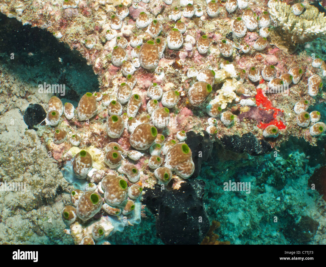 Weiche Didemnum, Seescheiden Leben im Korallenriff Stockfoto