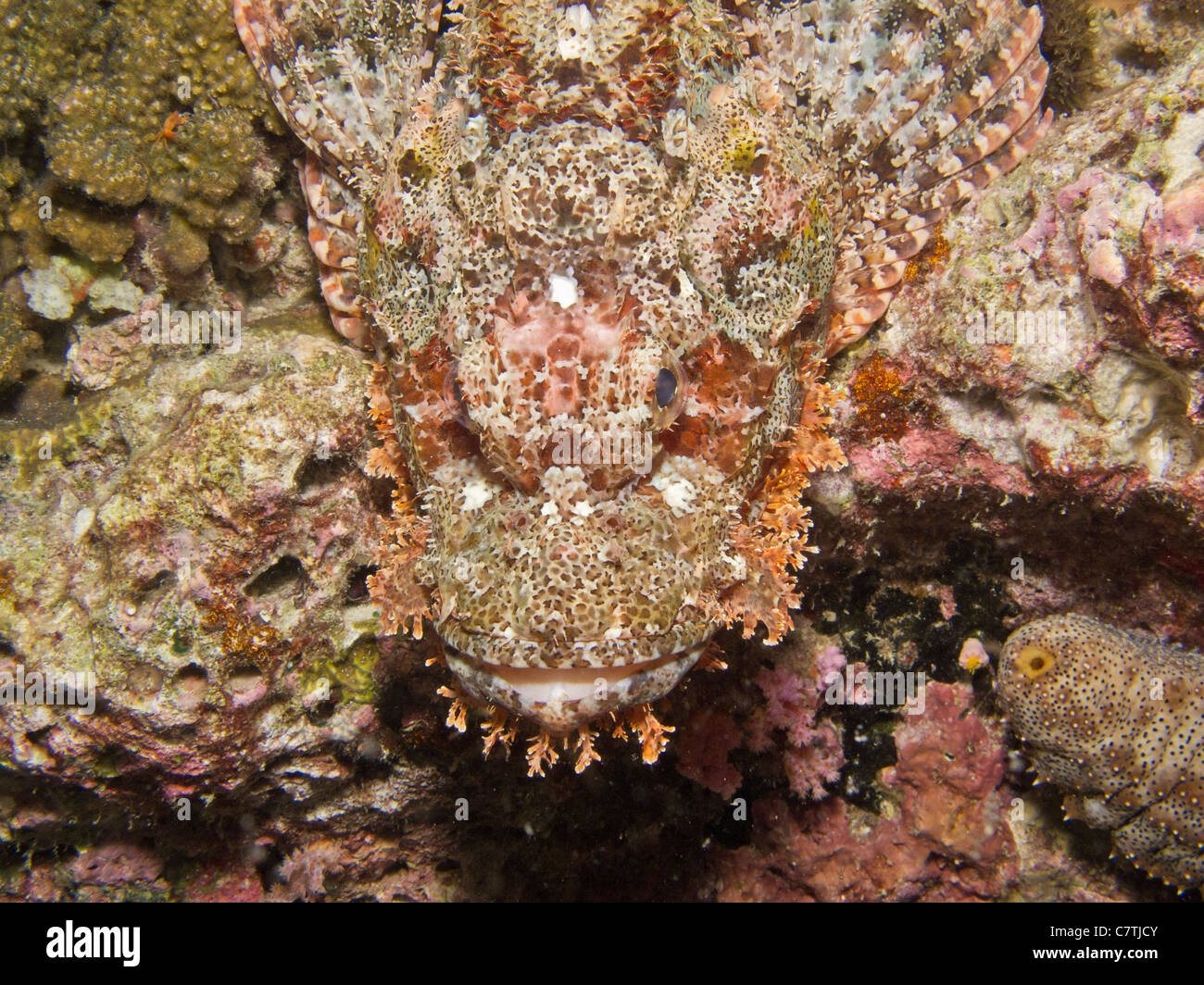 Gesicht des Tassled Scorpionfish in der Nacht Stockfoto