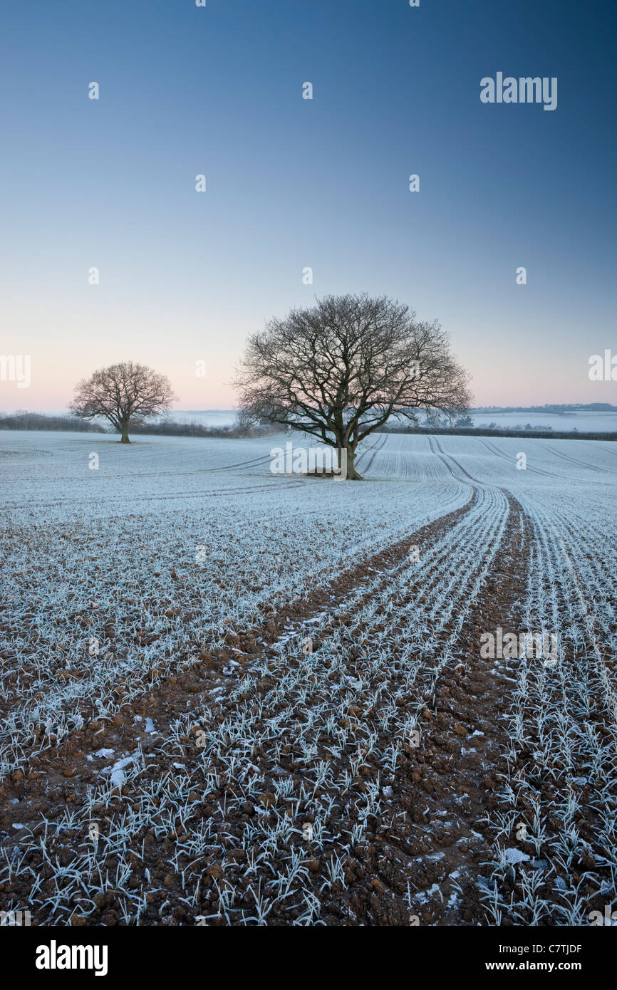 Frost bedeckt Pflanzen und Bäume in Ackerland, Chawleigh, Devon, England. Winter (Dezember) 2010. Stockfoto