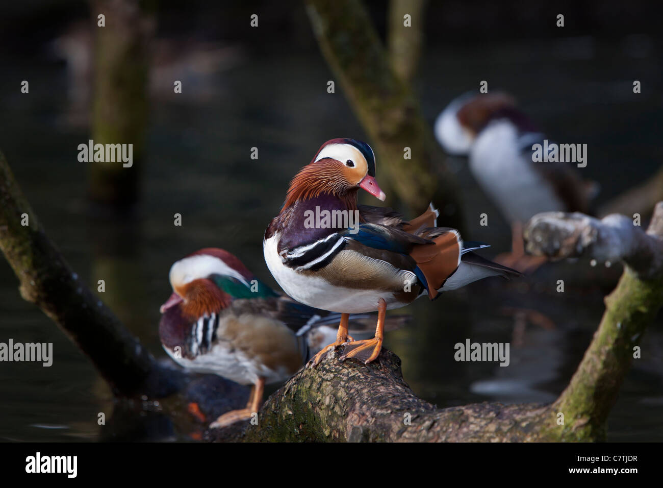 Aix Mandarin Mandarinente SCHöN SEITLICH Bunt Ente Ente Erpel