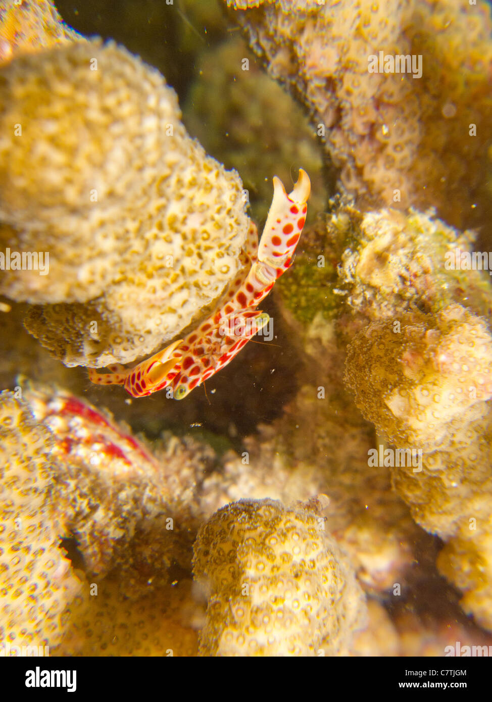 Korallen Guard-Krabbe, die üblicherweise in Steinkorallen der Malediven Stockfoto